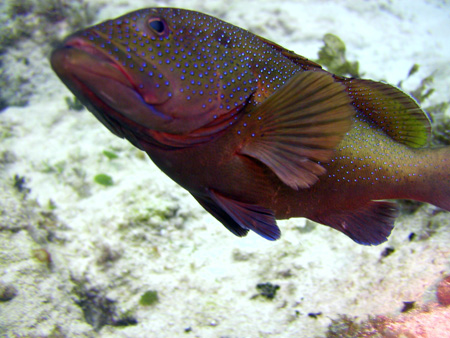 P41010082
